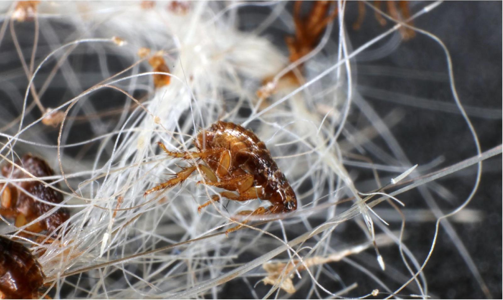 Parasitäre Erkrankungen<br>