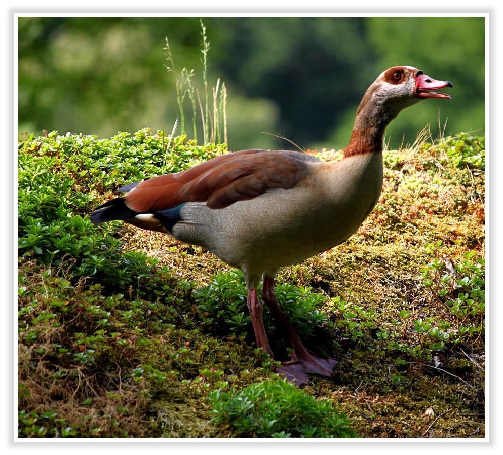 Nilgans