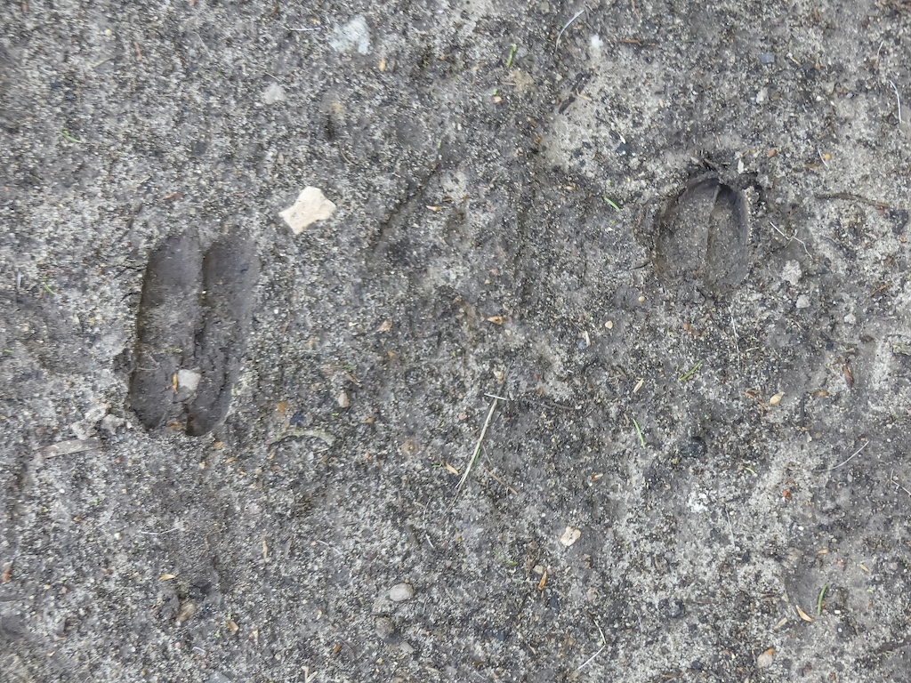 Fährte - hier Damwild