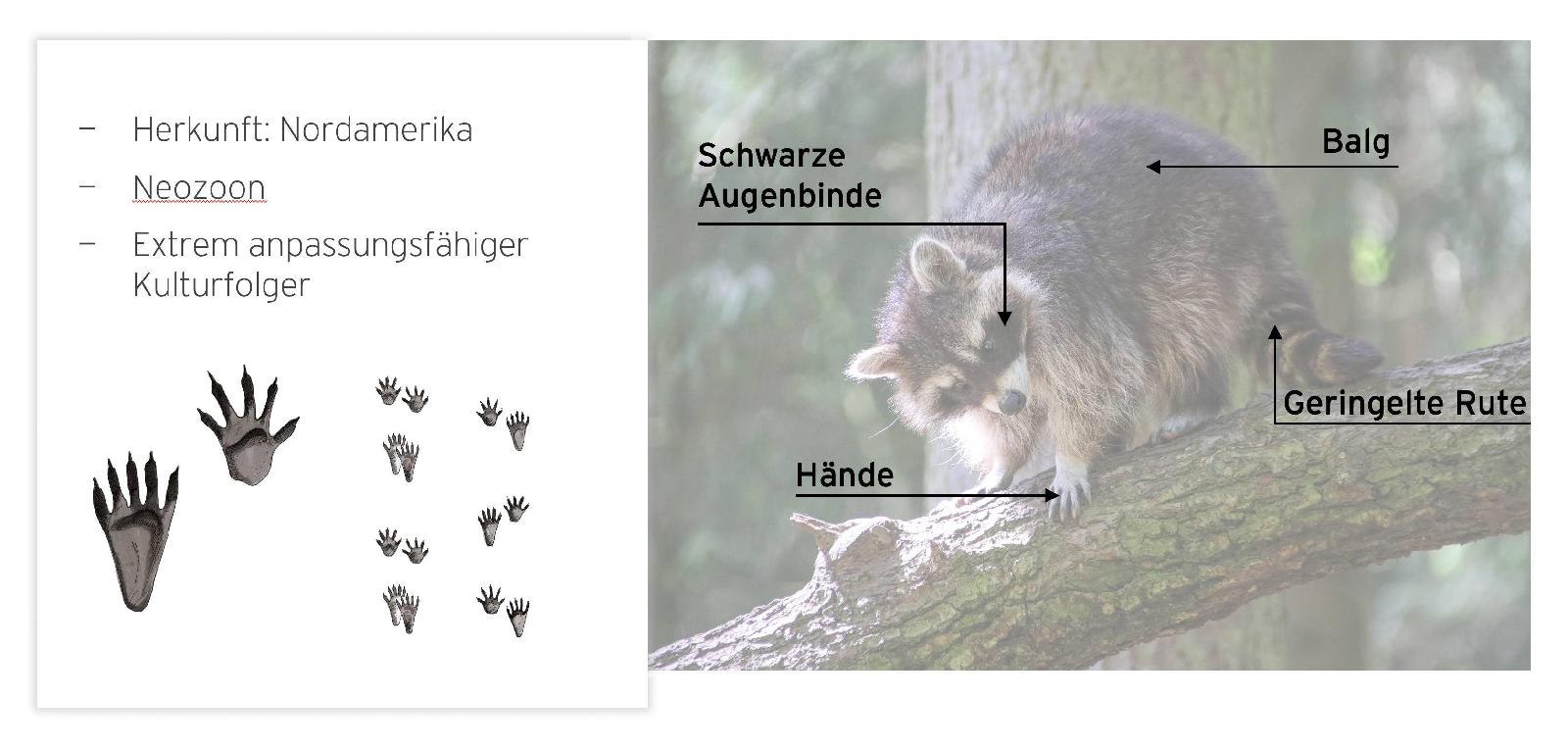 Grundlagen