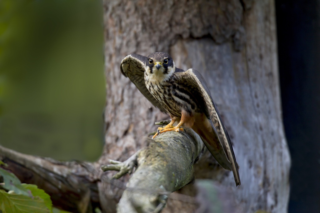 Baumfalke