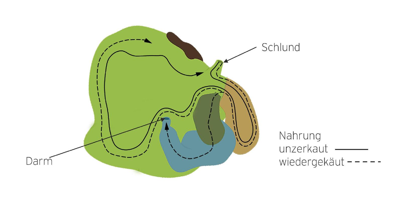 Wildwiederkäuermagen - Nahrungsweg