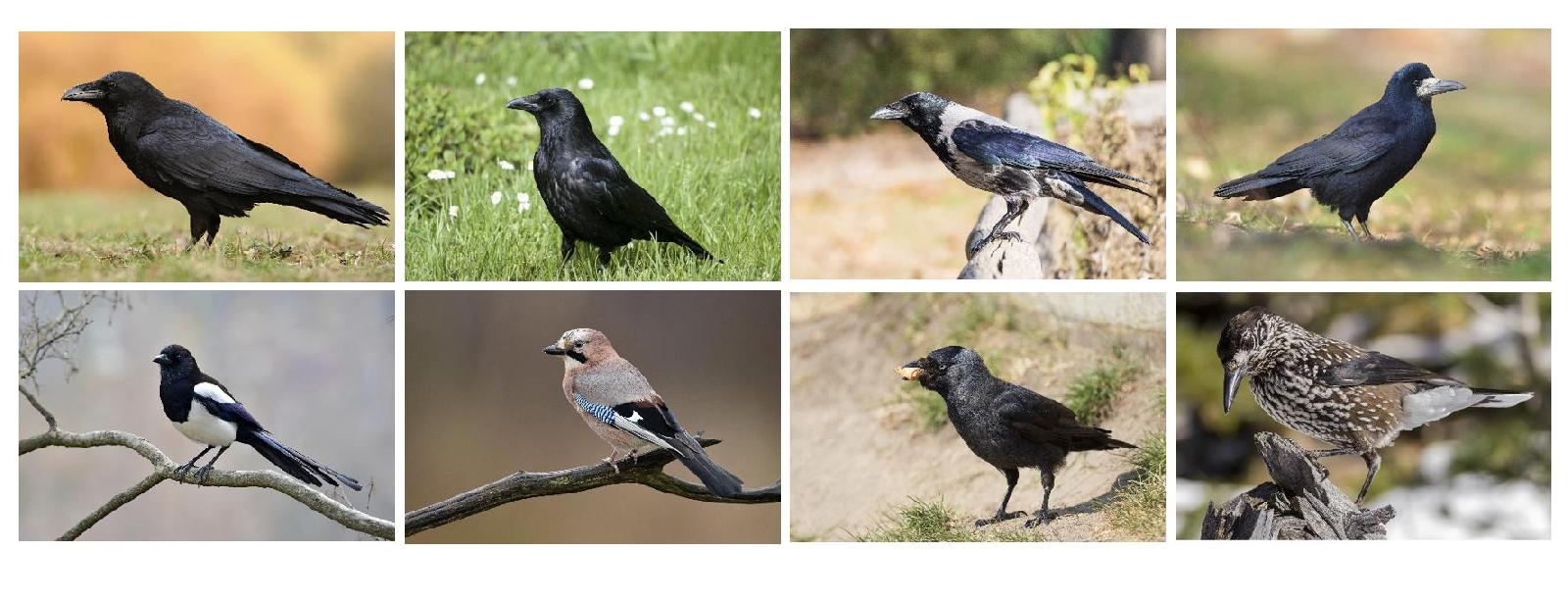 Übersicht Rabenvögel<br>