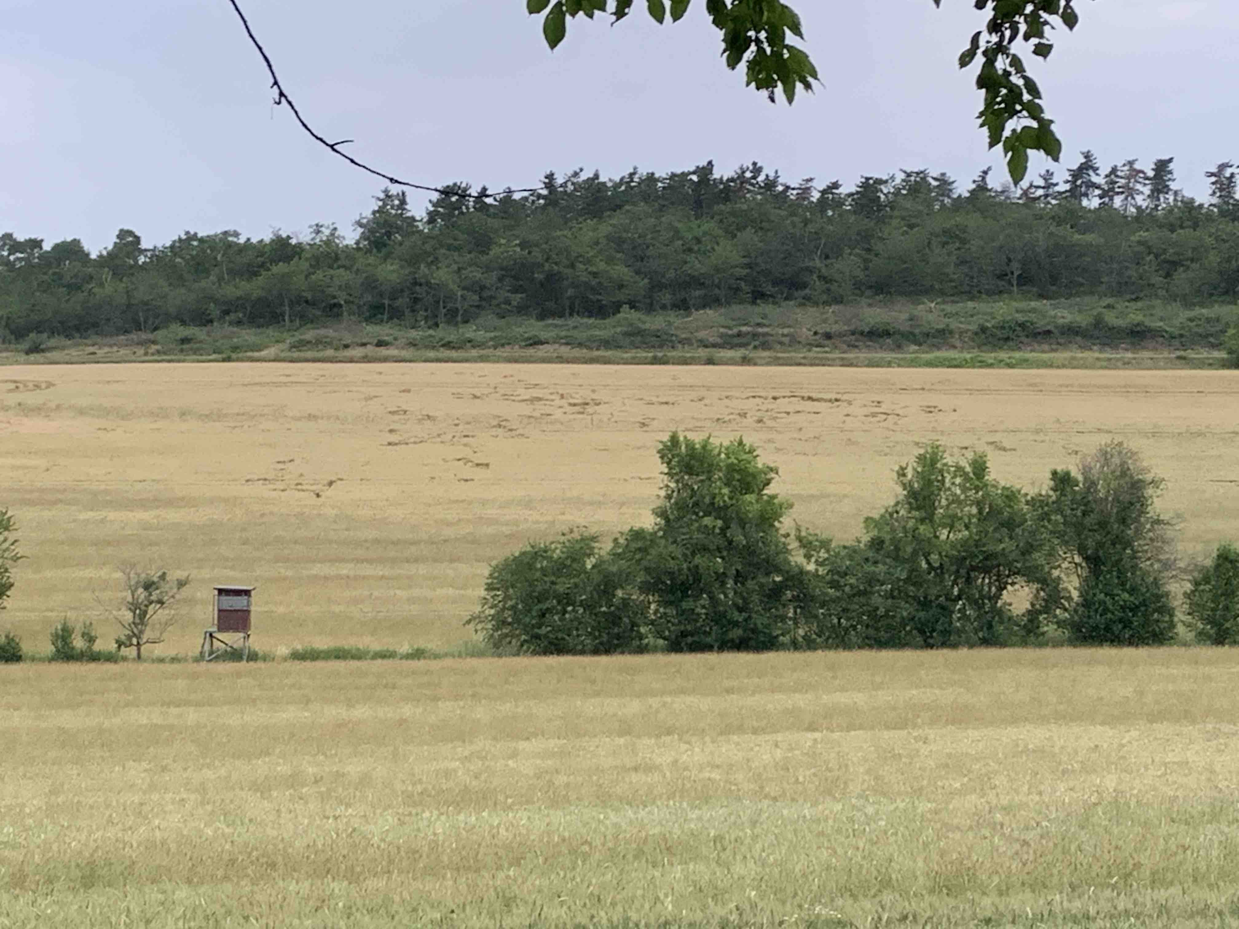 Lagerschaden im Getreide
