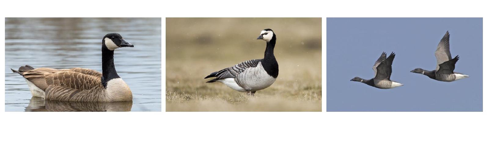 Meergänse