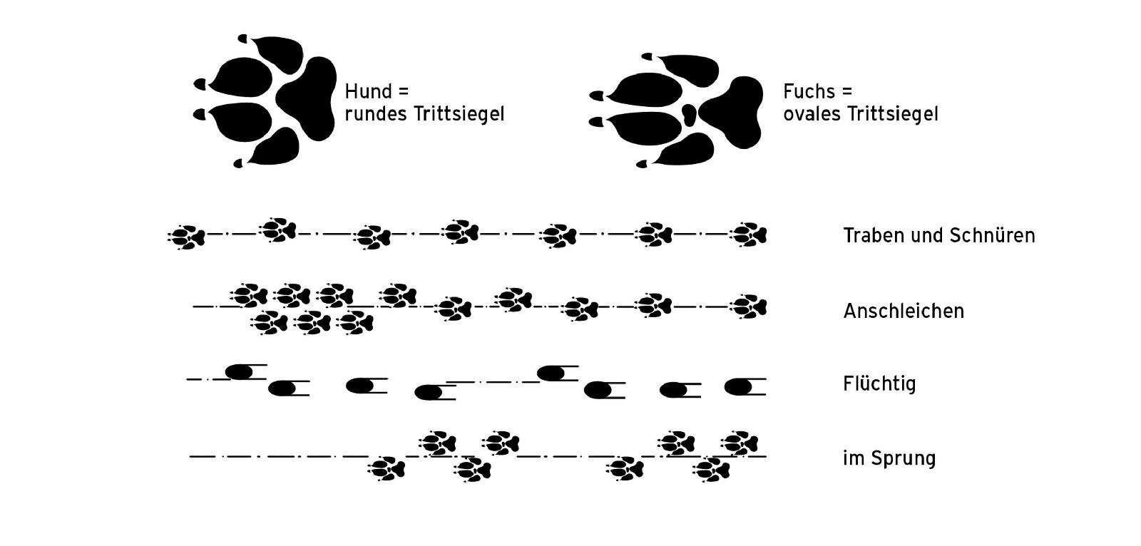 Fuchs – Tritt und Spur