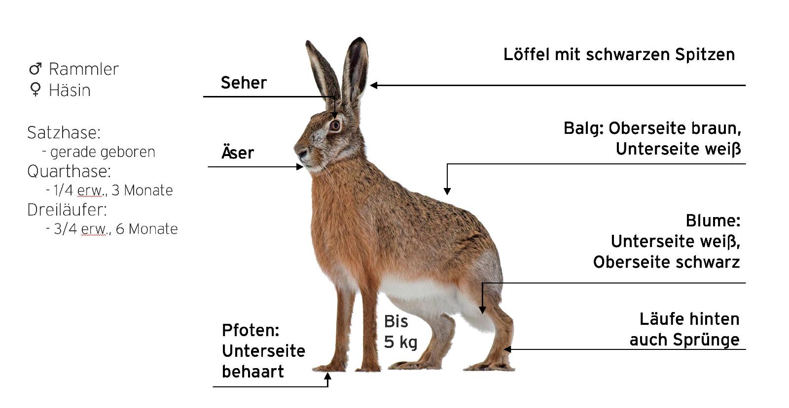 Feldhase Bezec