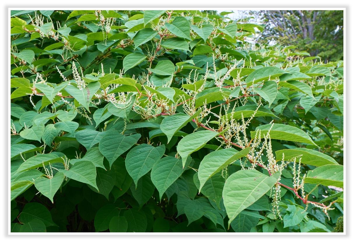 Sachalin-Staudenknöterich