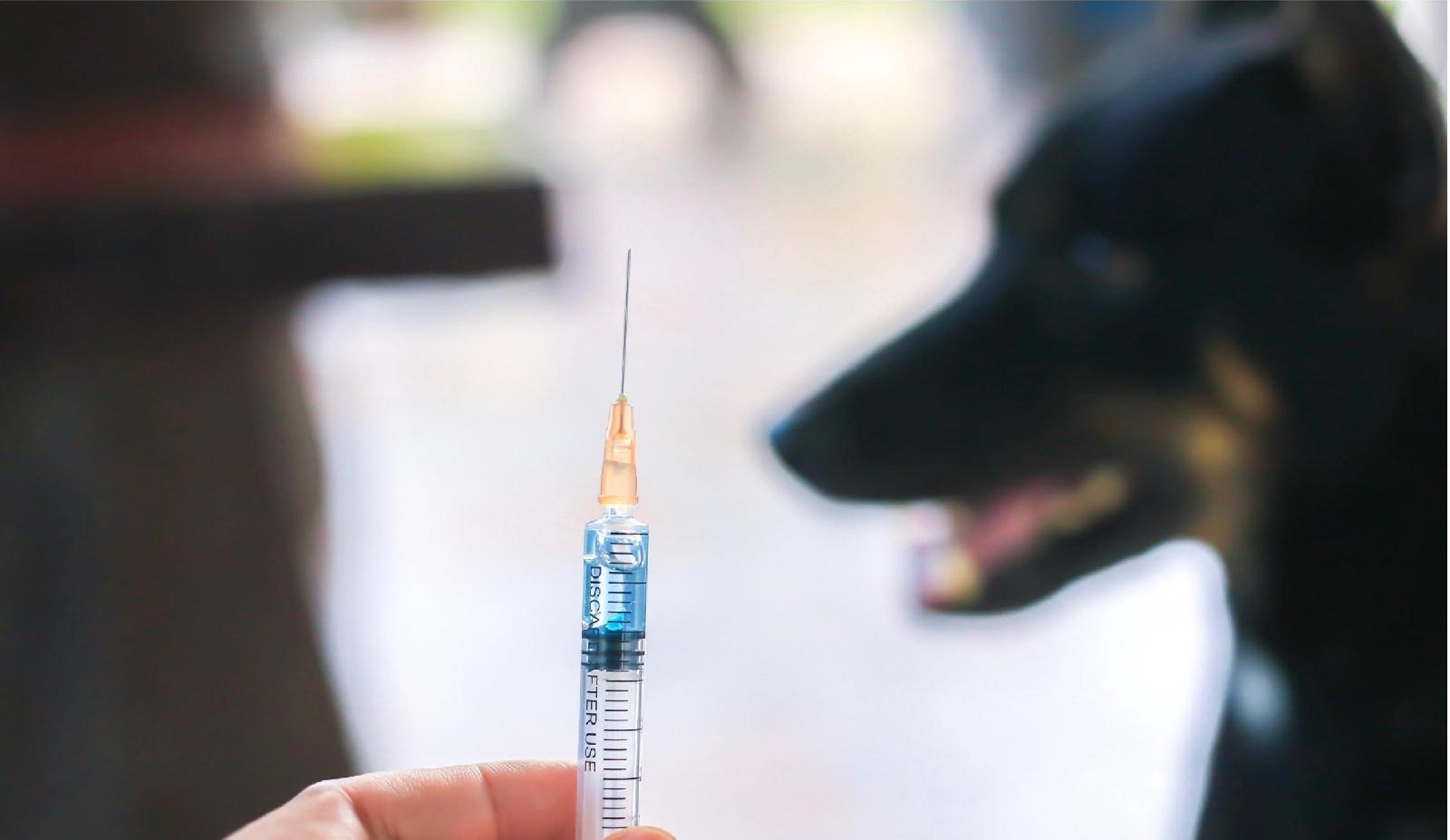 Bakterielle Erkrankungen<br>